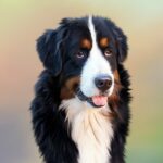 dog, pet, animal-287420.jpg