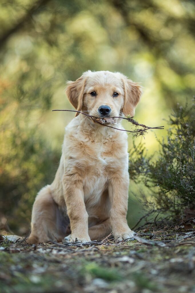 dog, puppy, retriever-6945696.jpg